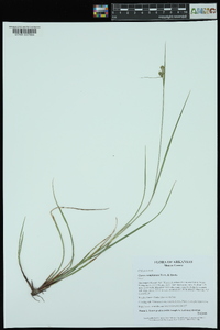 Carex complanata image