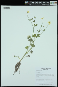 Ranunculus sardous image