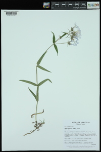 Phlox pilosa subsp. pilosa image