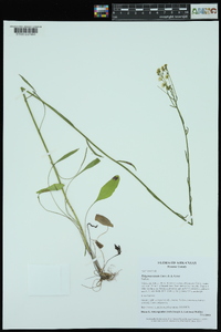 Erigeron tenuis image