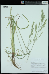 Bromus commutatus image