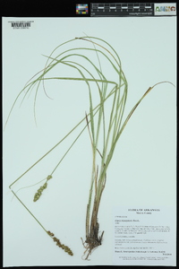 Carex triangularis image