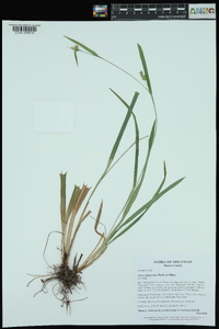 Carex glaucodea image