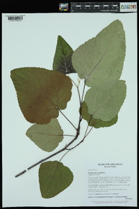 Populus heterophylla image