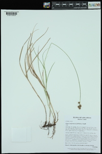 Carex reniformis image