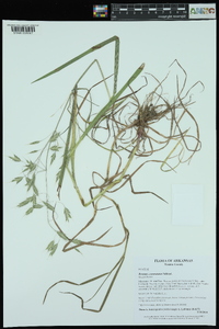 Bromus commutatus image