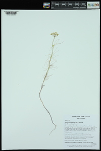 Ptilimnium nuttallii image