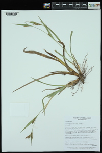 Carex glaucodea image