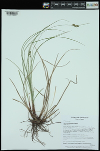 Carex caroliniana image