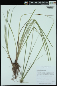 Cyperus pseudovegetus image