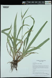 Carex glaucodea image