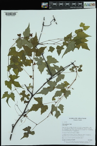 Vitis palmata image