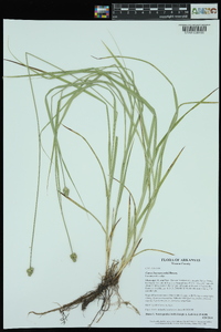 Carex leavenworthii image