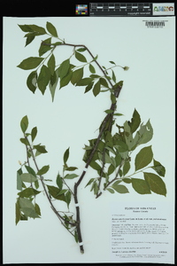 Styrax americanus image