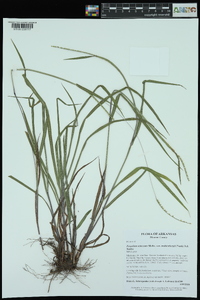 Paspalum setaceum var. muhlenbergii image