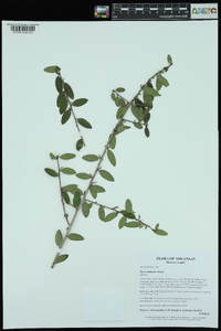 Ilex vomitoria image