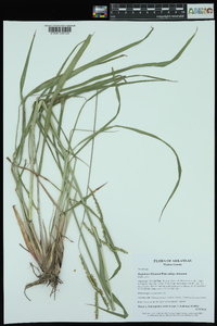 Paspalum dilatatum image