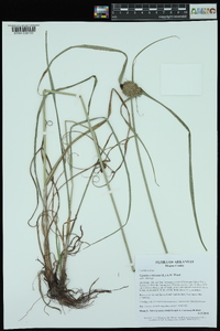 Cyperus echinatus image