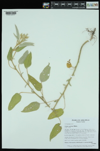 Croton capitatus image