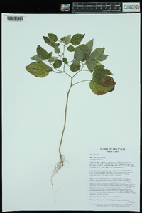 Physalis pubescens image