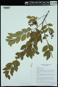 Ligustrum sinense image