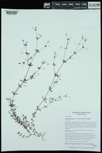 Galium tinctorium var. floridanum image