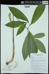 Arisaema dracontium image