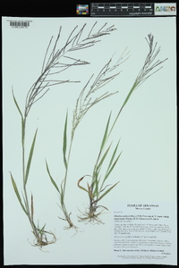 Leptochloa panicea subsp. mucronata image