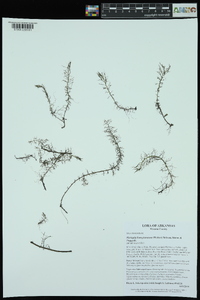 Myriophyllum pinnatum image