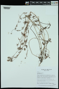 Trifolium arvense image