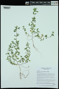 Kummerowia striata image