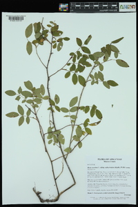 Rosa carolina subsp. subserrulata image