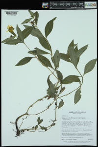 Bidens laevis image