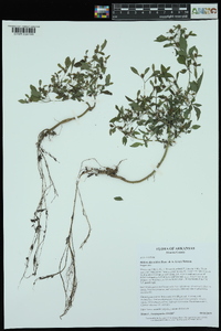 Bidens discoidea image