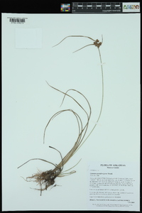 Cyperus pseudovegetus image