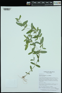 Hypericum mutilum var. mutilum image