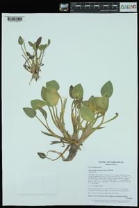 Heteranthera limosa image