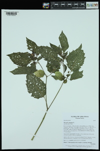 Physalis angulata image