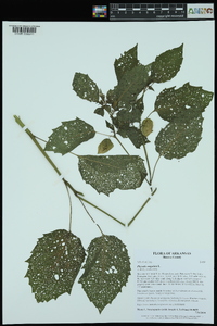 Physalis angulata image