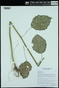 Physalis angulata image