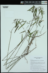 Desmodium paniculatum var. paniculatum image