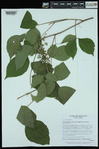 Toxicodendron radicans subsp. radicans image