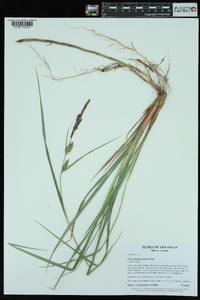 Carex hyalinolepis image