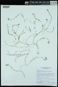 Callitriche heterophylla var. heterophylla image