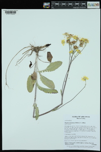 Packera tomentosa image