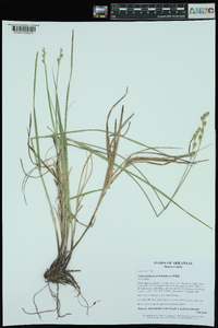 Carex festucacea image