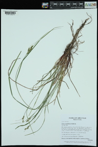 Carex caroliniana image