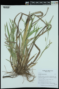 Carex flaccosperma image
