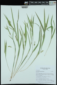 Carex flaccosperma image