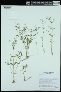 Gratiola neglecta image